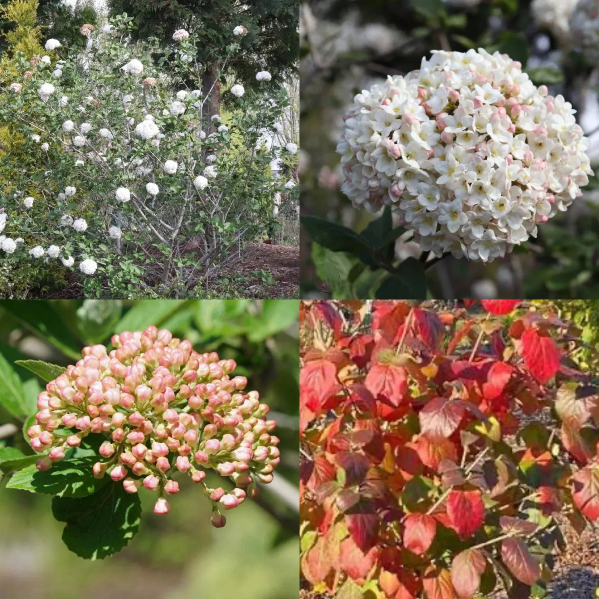 Viburnum car Spice Cowboy #2