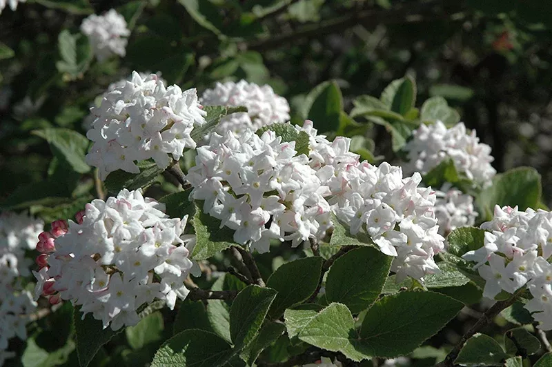 Viburnum carlesii #3
