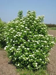Viburnum d Chicago Lustre 6'