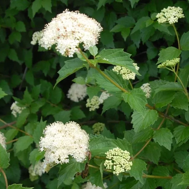 Viburnum dentatum #2