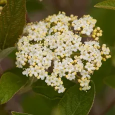 Viburnum l Mohican 4'