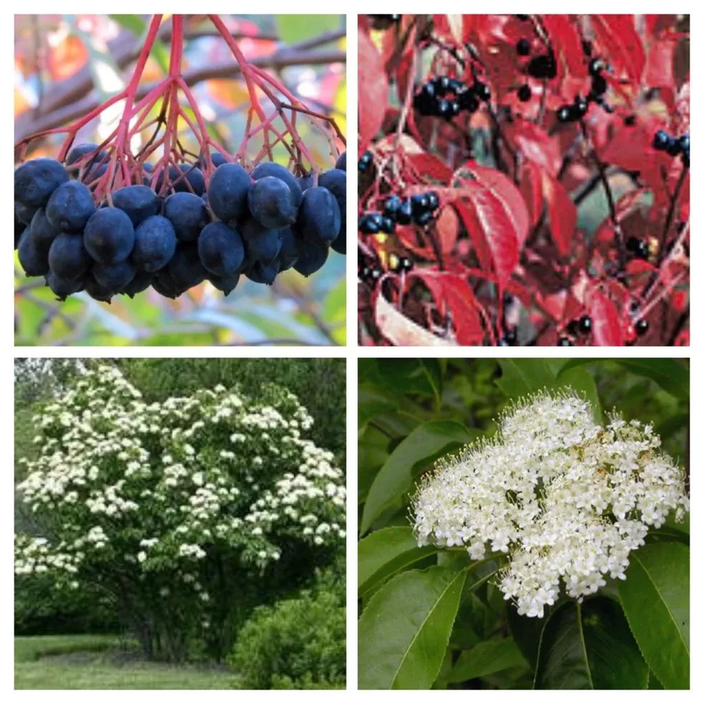 Viburnum lentago #3
