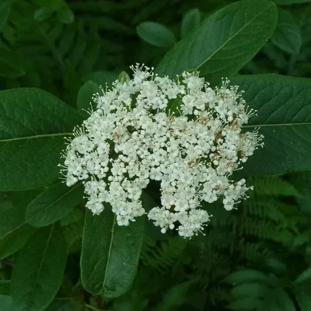 Viburnum nudum #3