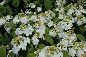 Viburnum pli Newport #5