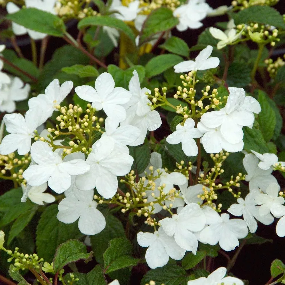 Viburnum pli Summer Snowflake #3