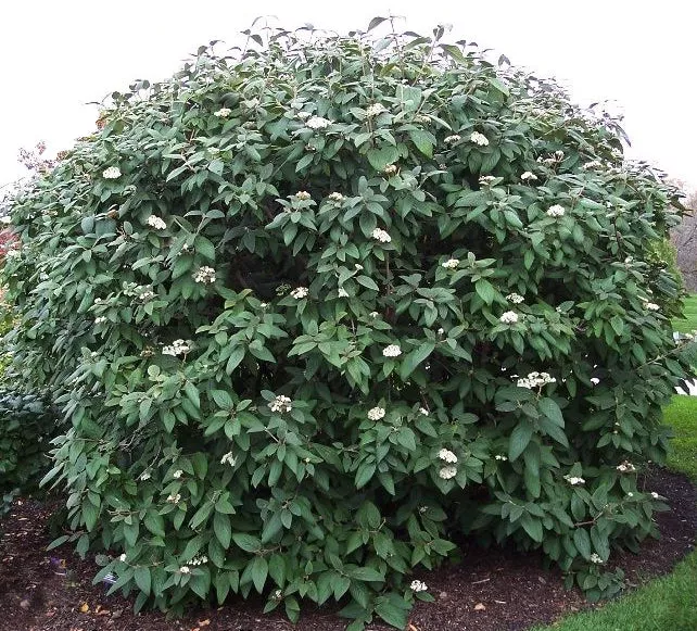 Viburnum rhy Alleghany 4'