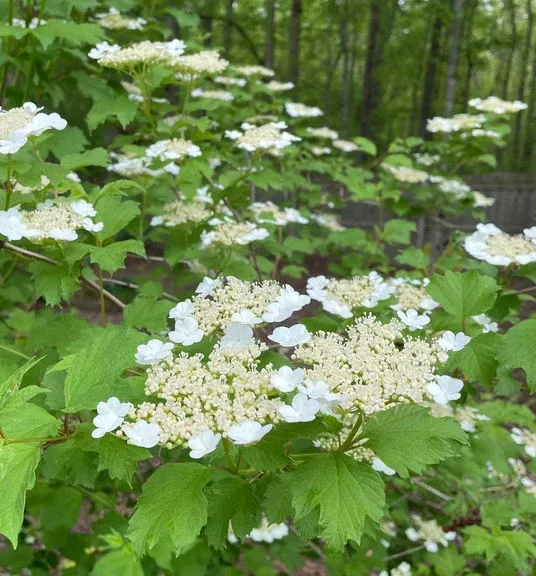 Viburnum tri Wentworth #3