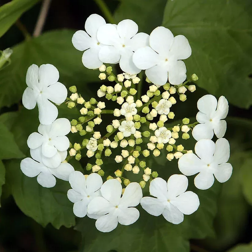 Viburnum trilobum #5
