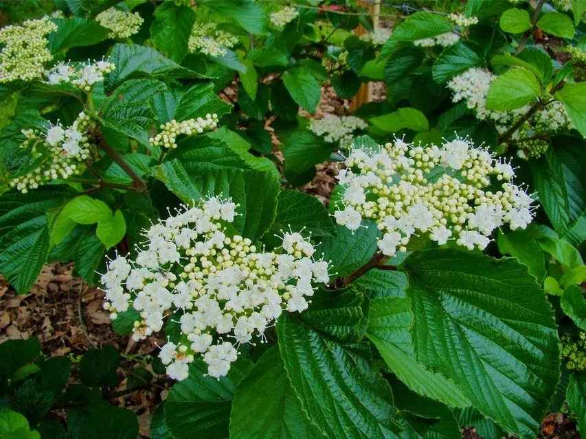 Viburnum wrightiiC.A.Hildebrant's #5