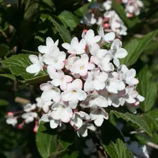 Viburnum x burkwoodii Mohawk #3