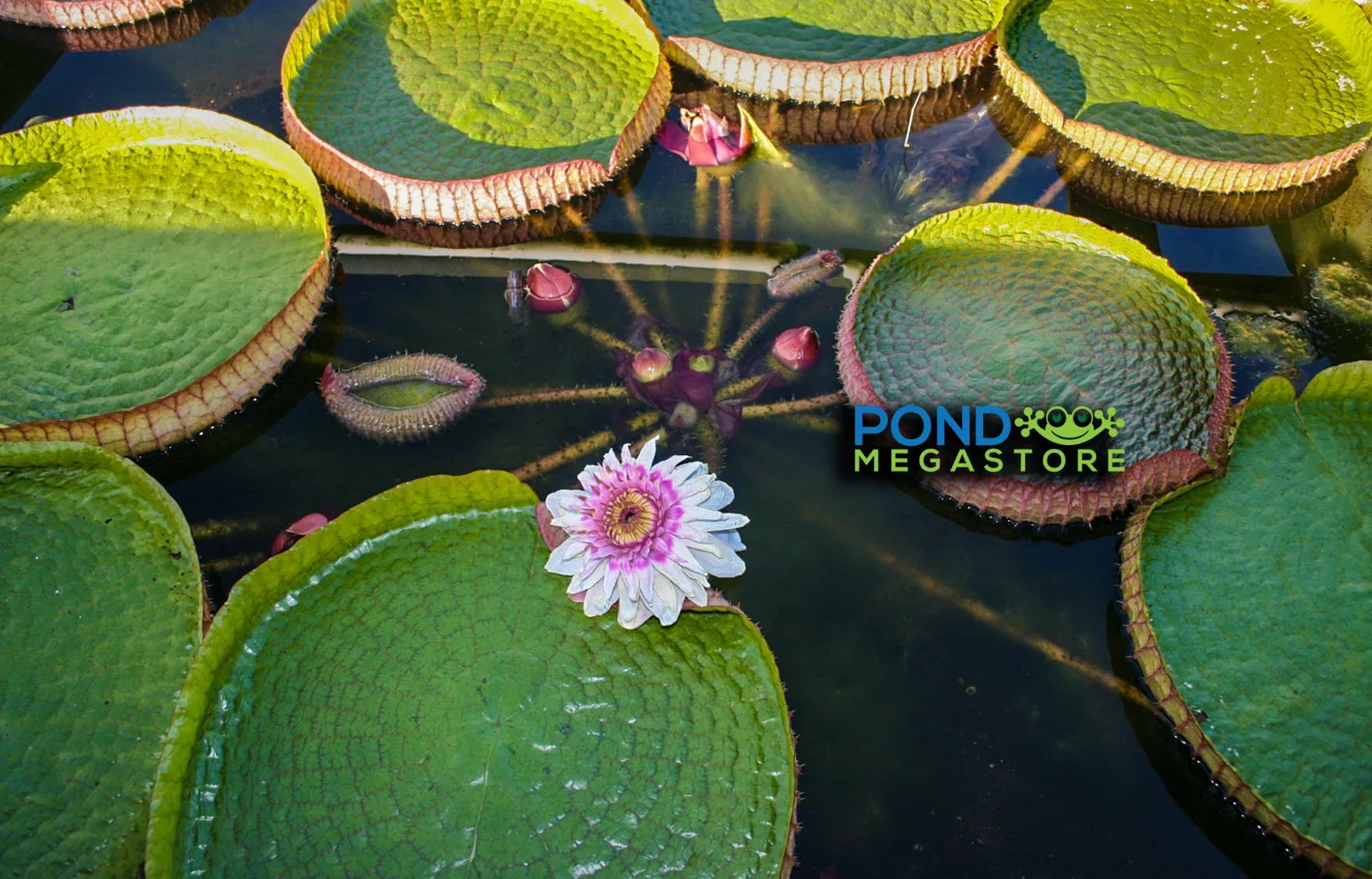 VICTORIA Cruziana Giant Water Lily