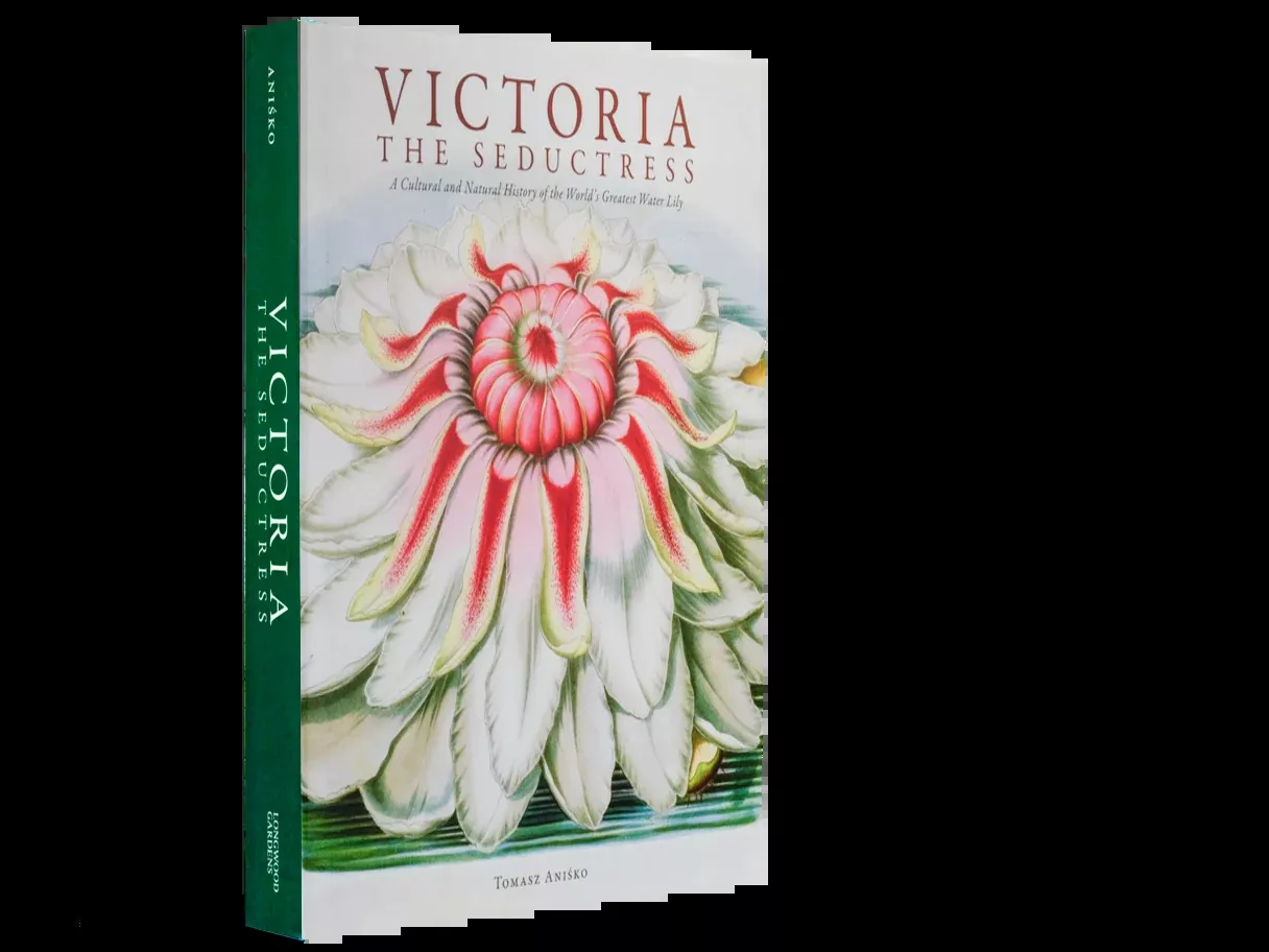 Victoria: The Seductress | Tomasz Anisko