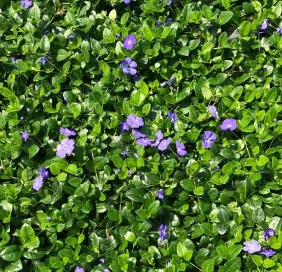 Vinca Minor