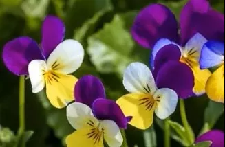 Viola Mix