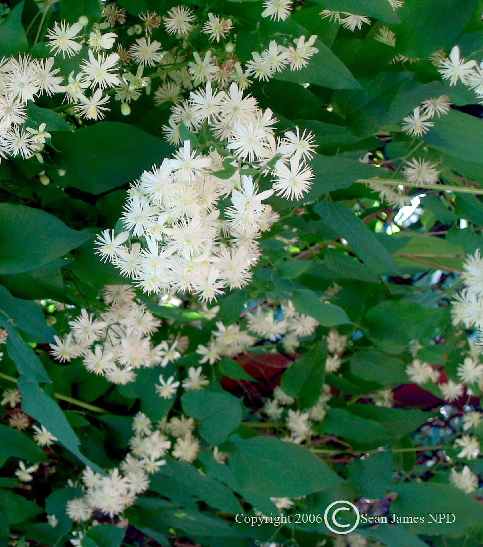 Virgin's Bower