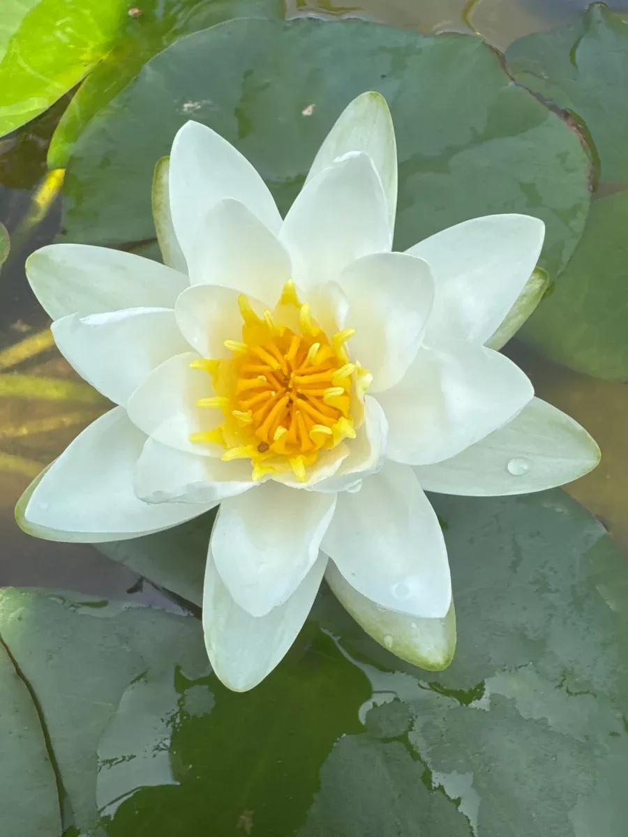 Virginalis Hardy Water Lily