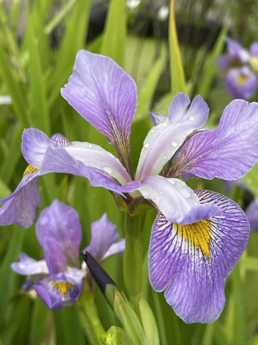 Virginica Contraband Girl -Iris