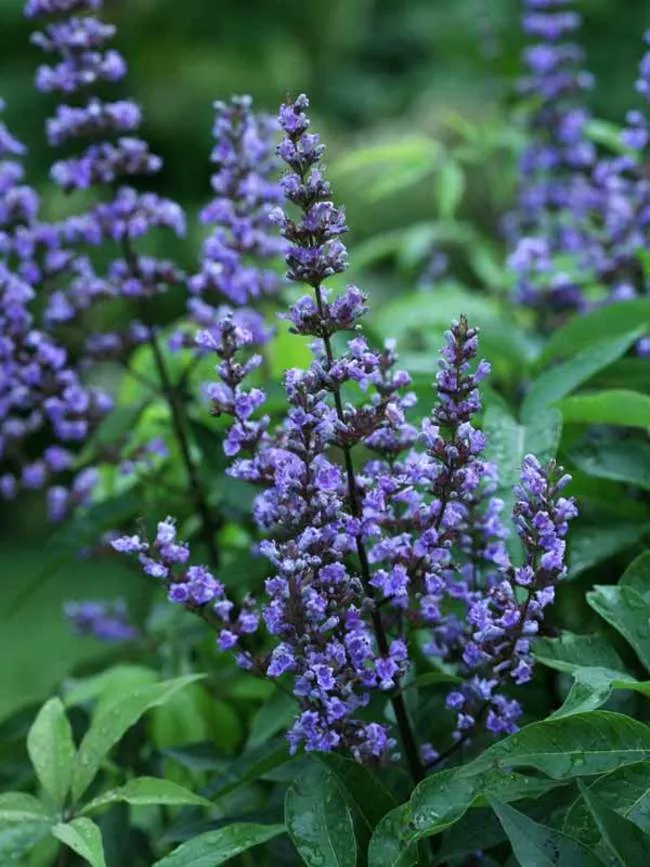 Vitex a-c Blue Diddley #3