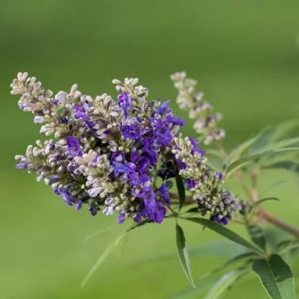 Vitex a-c Blue Puffball #3