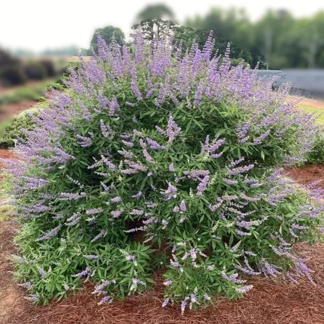 Vitex a-c Queen Bee #2