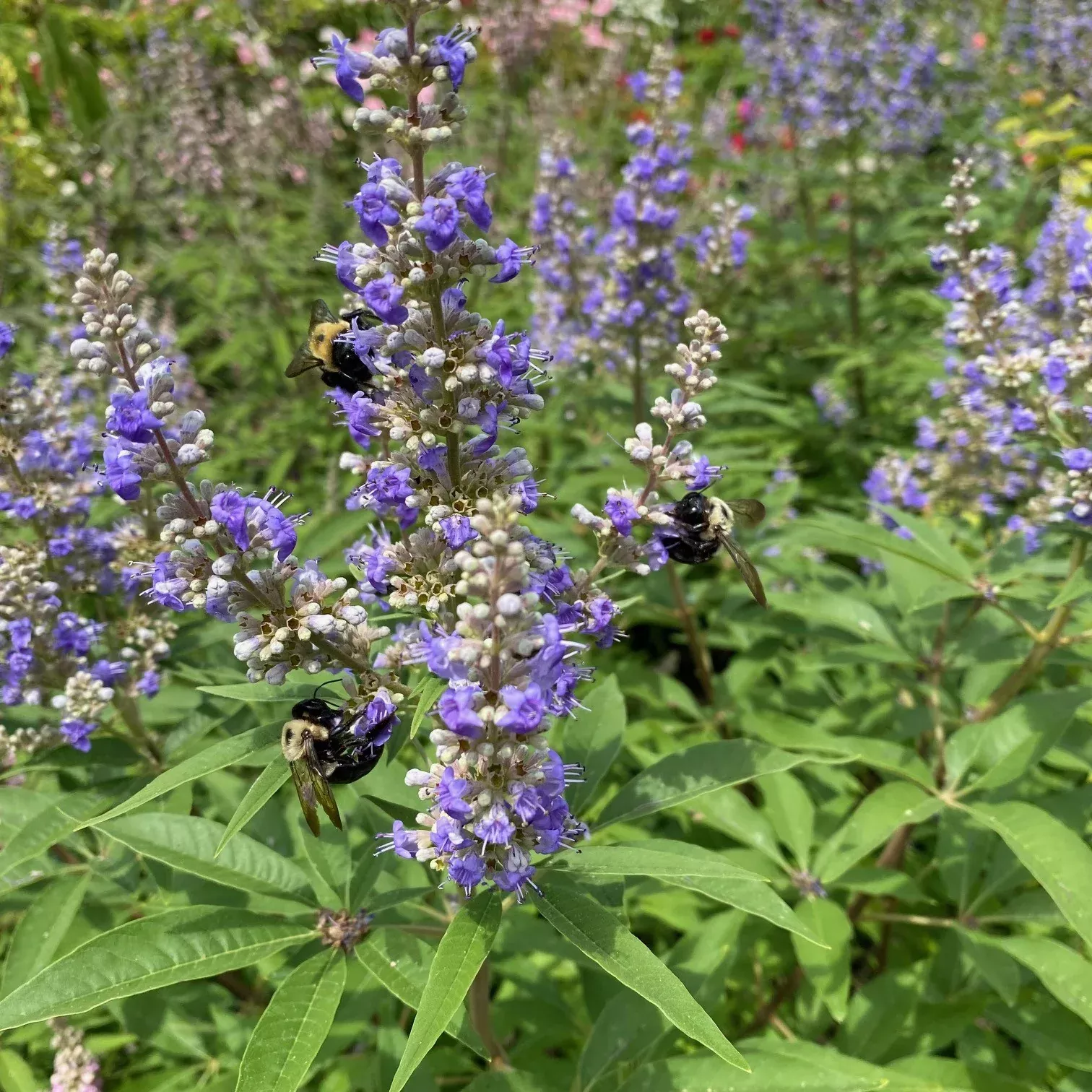 Vitex a-c Shoal Creek #3