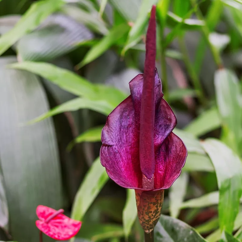 Voodoo Lily - Amorphophallus Rivieri Konjac
