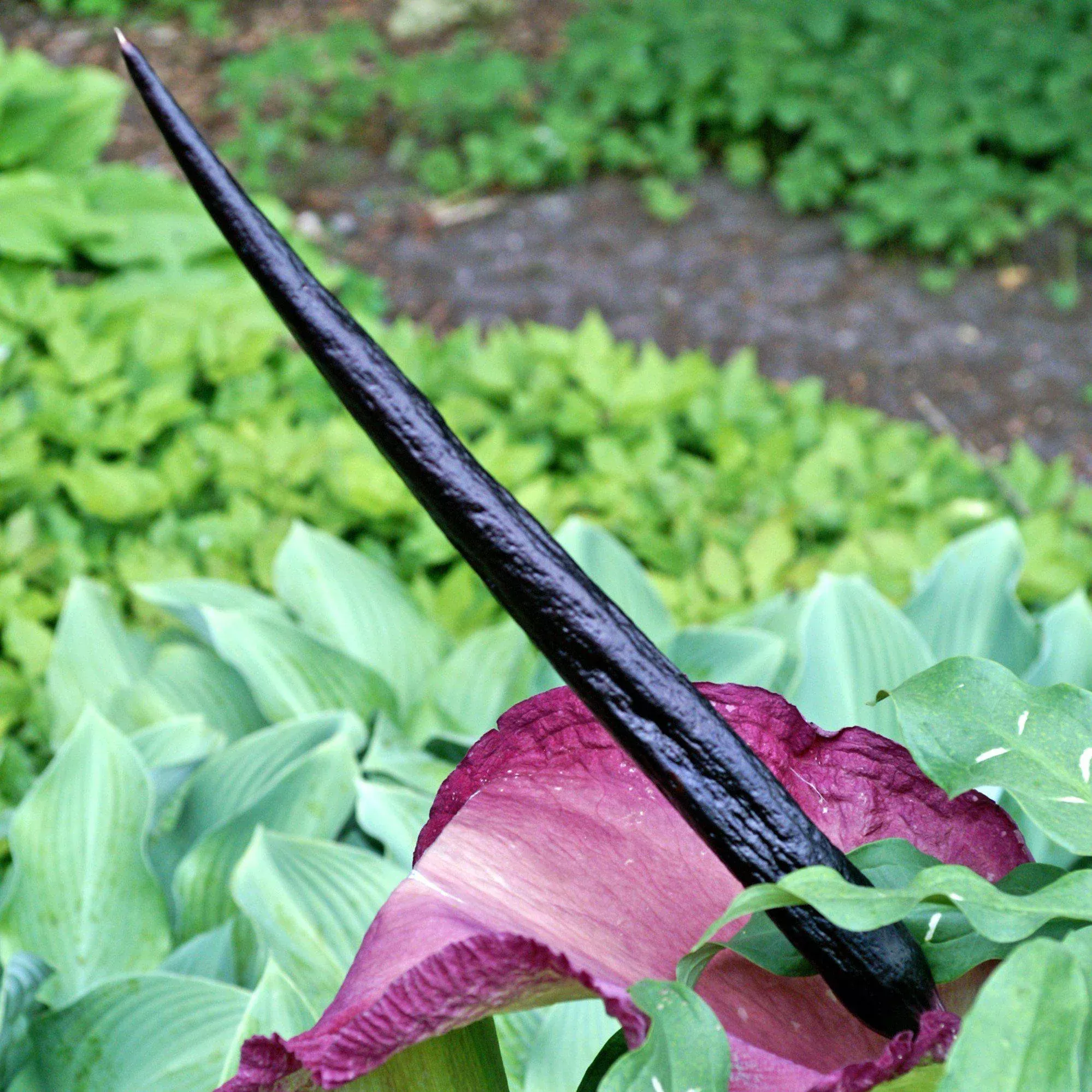 Voodoo Lily - Dracunculus Vulgaris