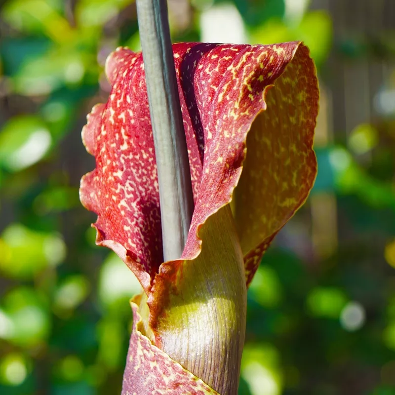 Voodoo Lily - Sauromatum Venosum