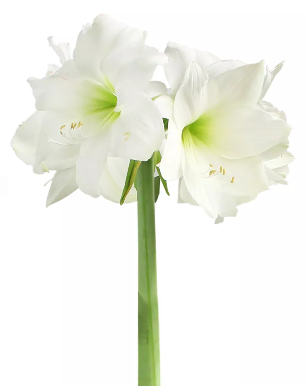 Wedding Dance Symphony Amaryllis - 24-28 cm bulb