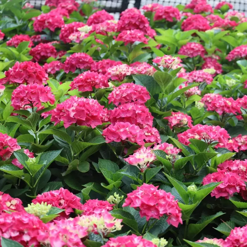 Wee Bit Giddy Hydrangea
