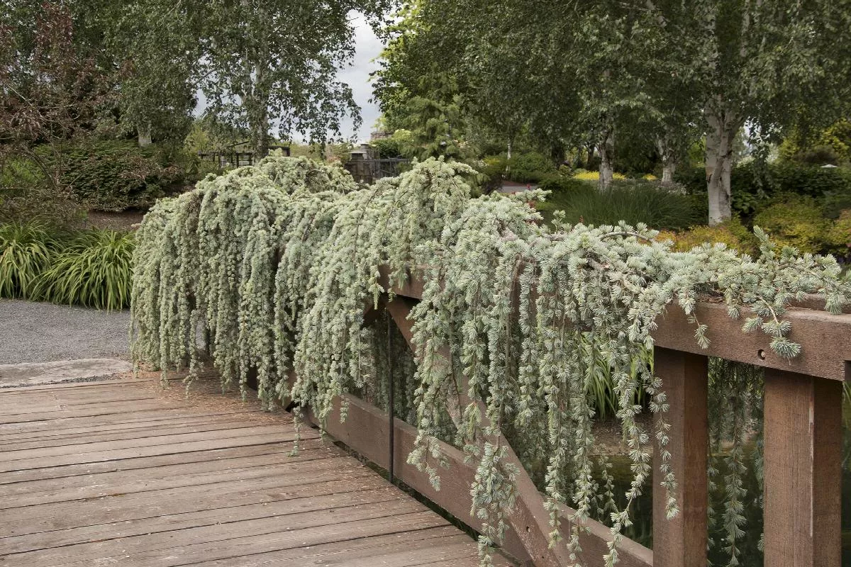 Weeping Blue Atlas Cedar
