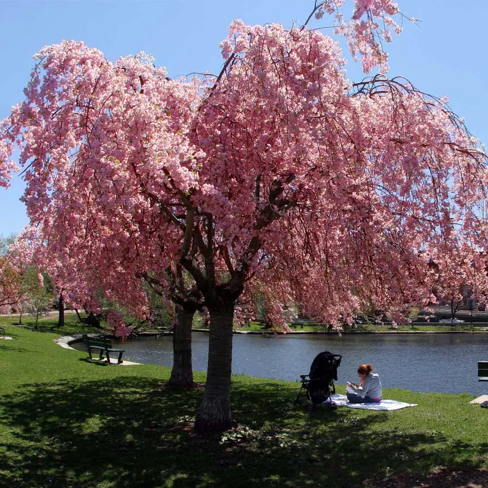 Weeping Cherry Tree