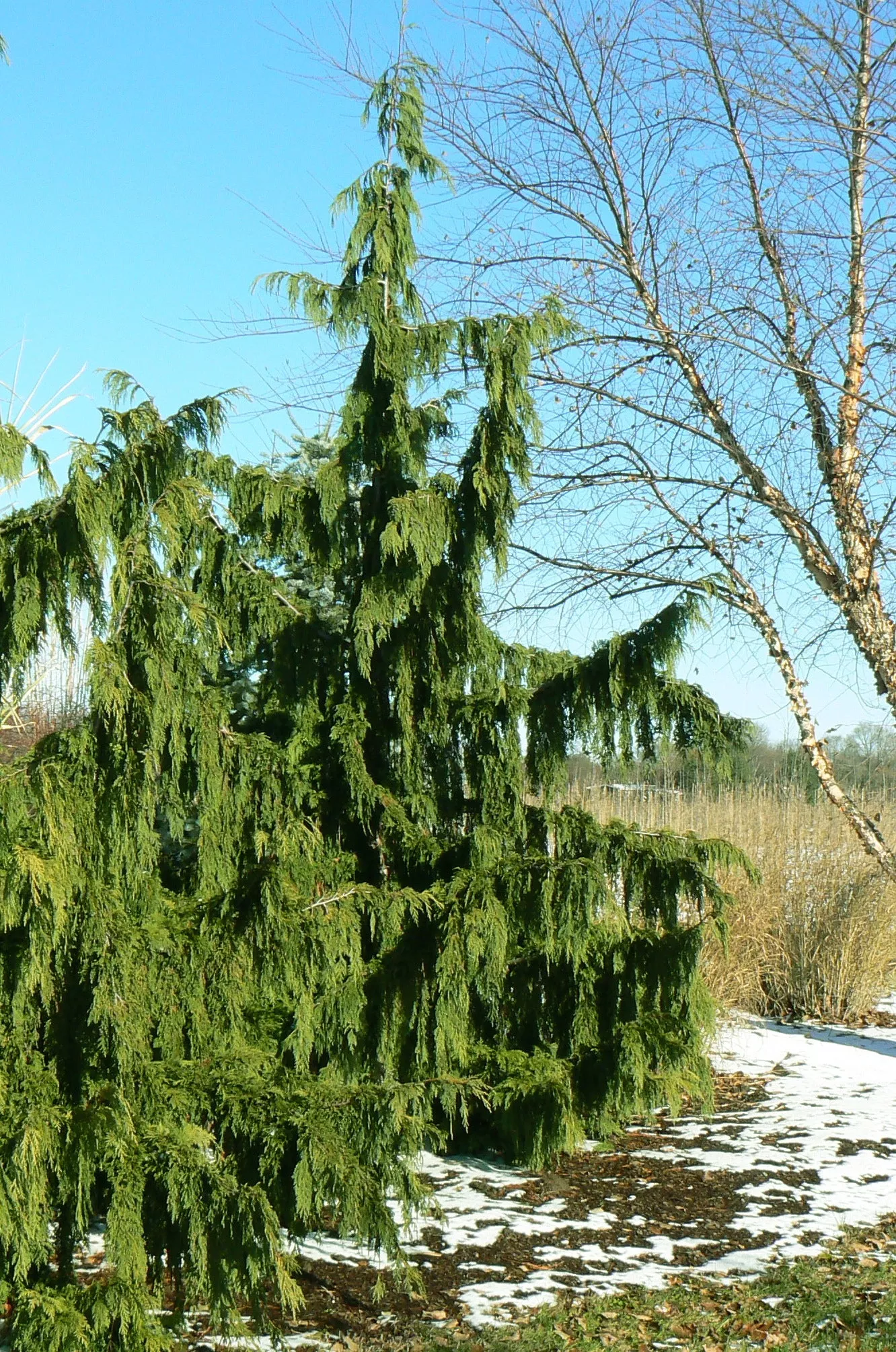 Weeping Nootka Falsecypress