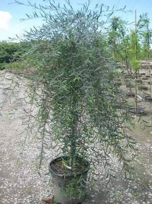Weeping Purple-osier Willow