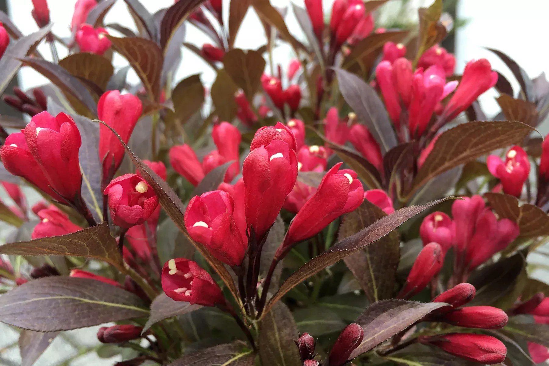 Weigela fl Electric Love #2