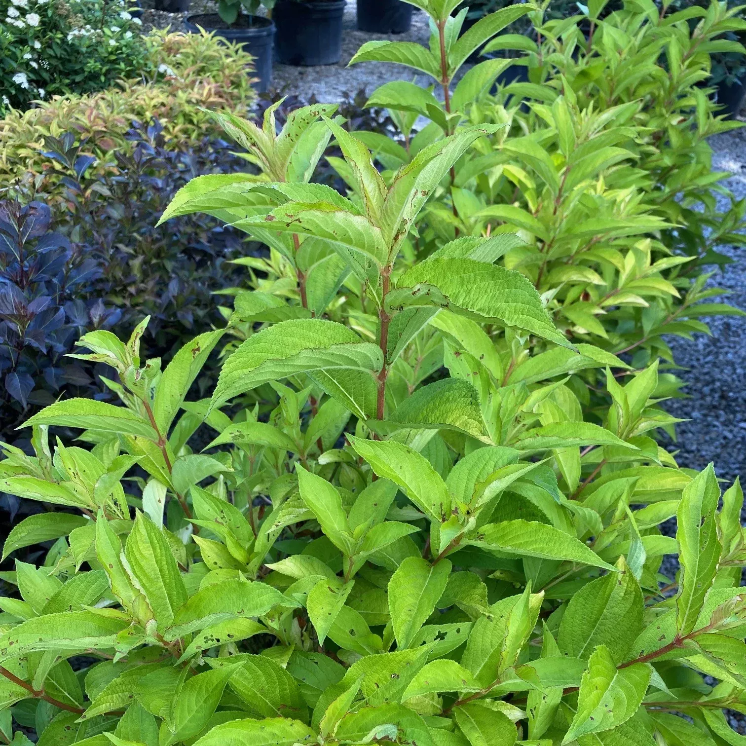 Weigela fl Golden Jackpot #2