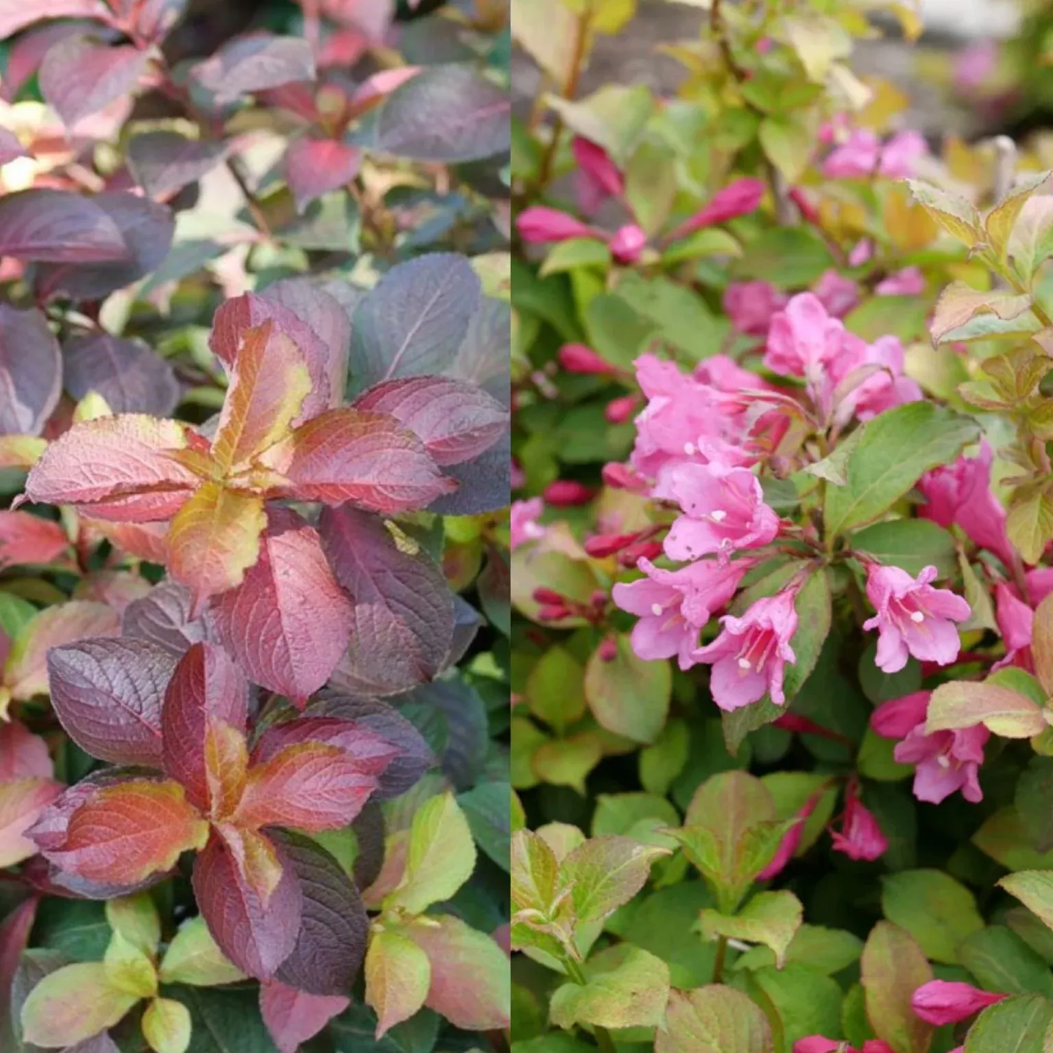 Weigela fl Midnight Sun #3