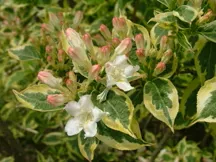 Weigela fl Mor-Colourful #2
