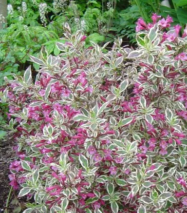 Weigela fl My Monet #2