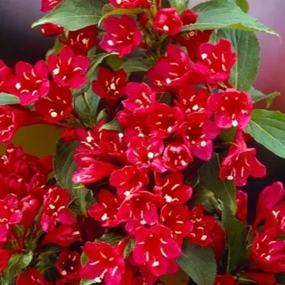 Weigela fl Red Prince #2