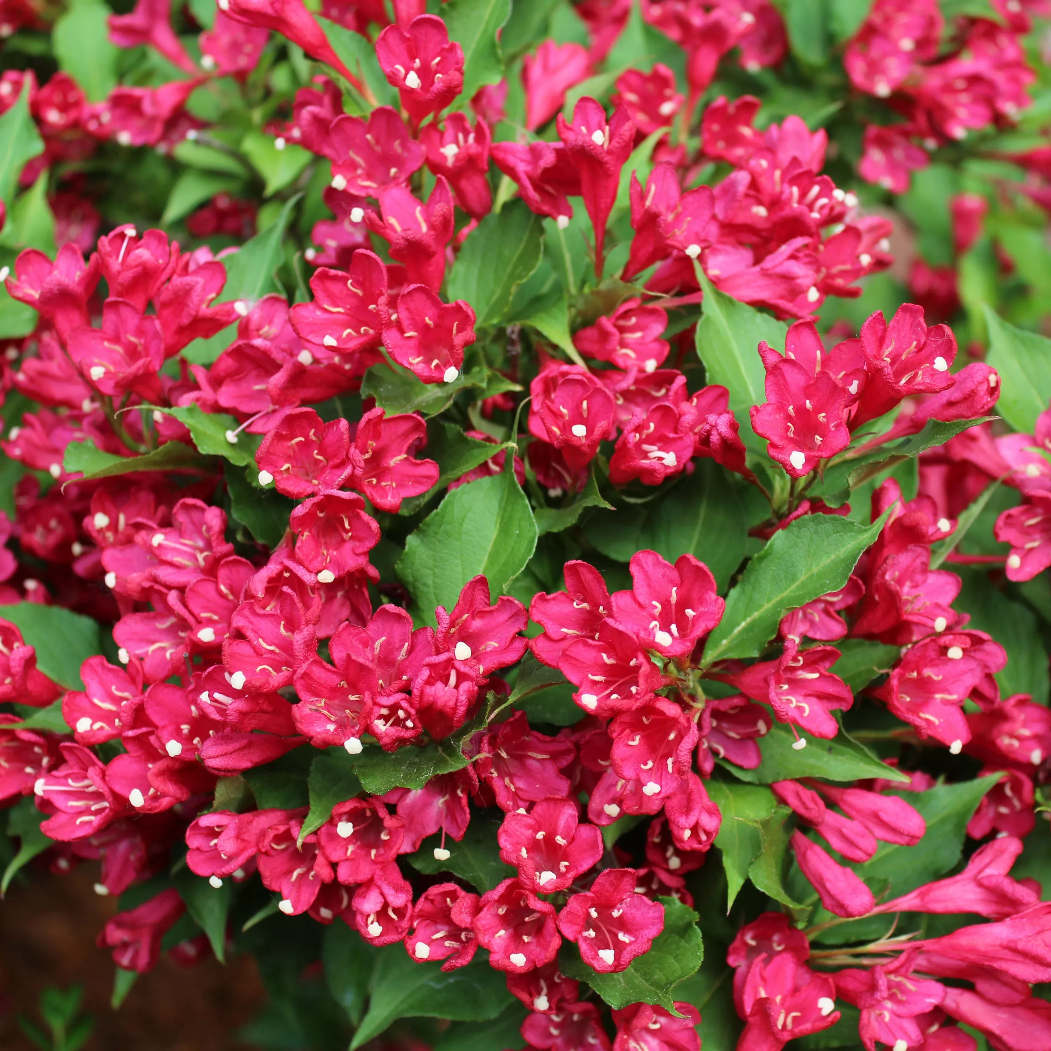 Weigela Red Prince Potted Plant