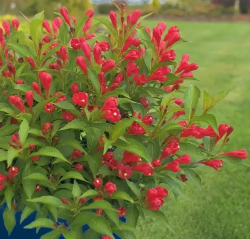 Weigela x Crimson Kisses #2