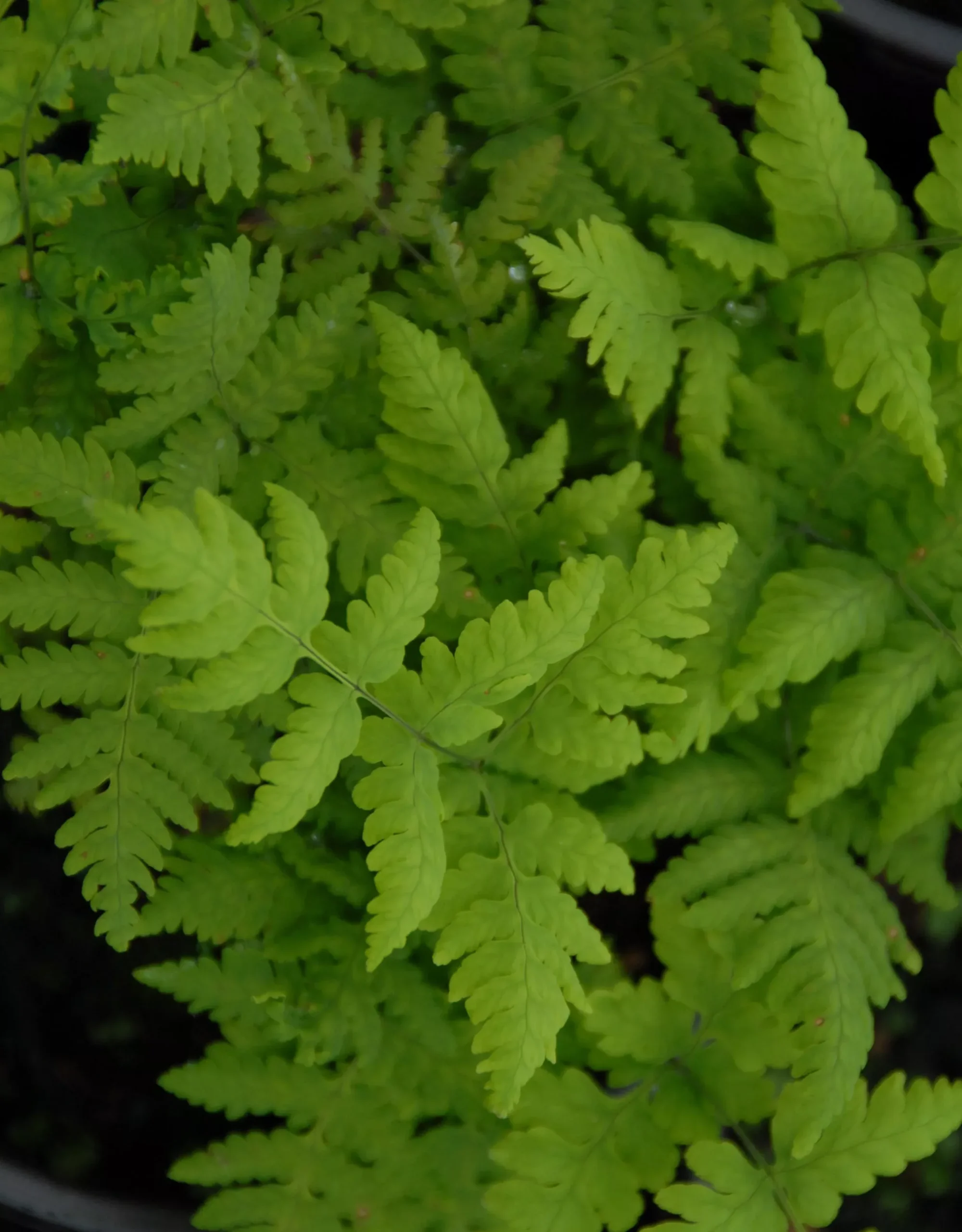 Western Oak Fern