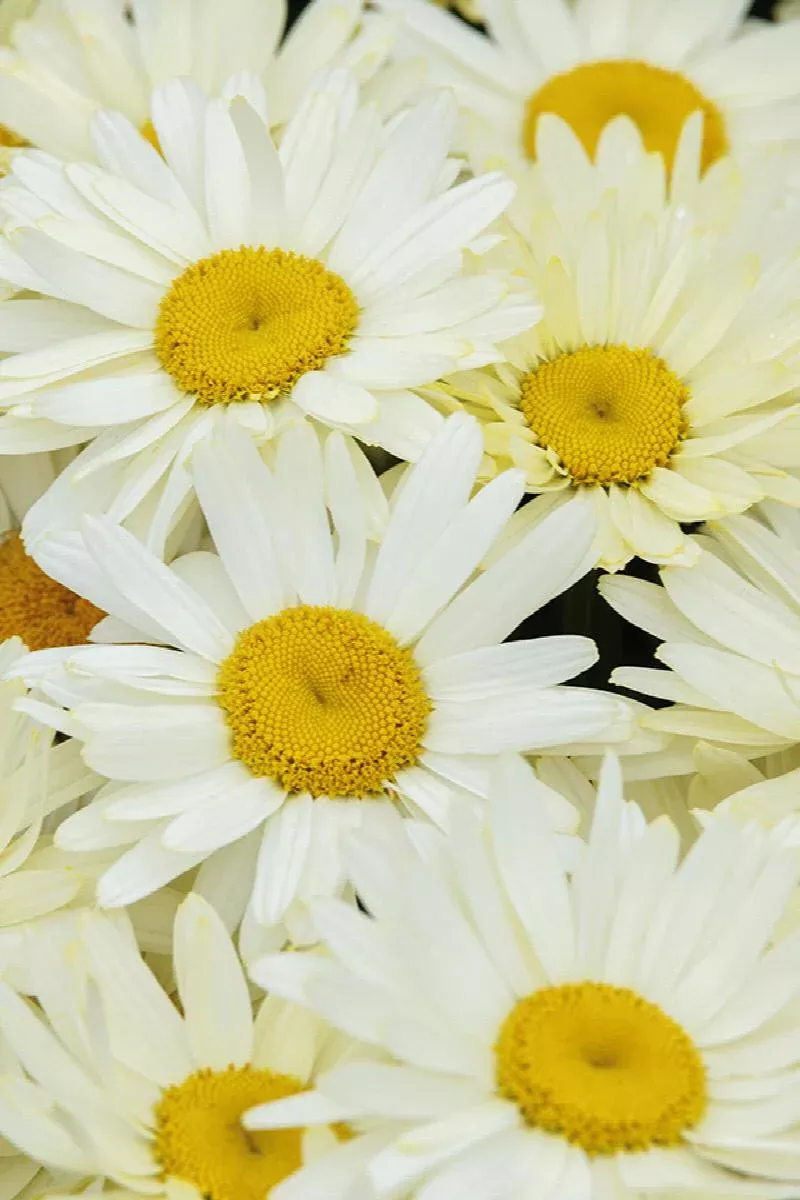 Western Star™ Shasta Daisy