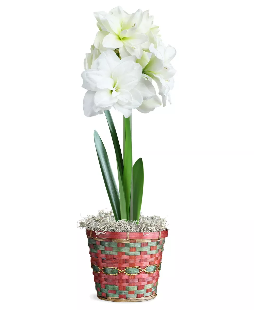 White Amaryllis Holiday Basket
