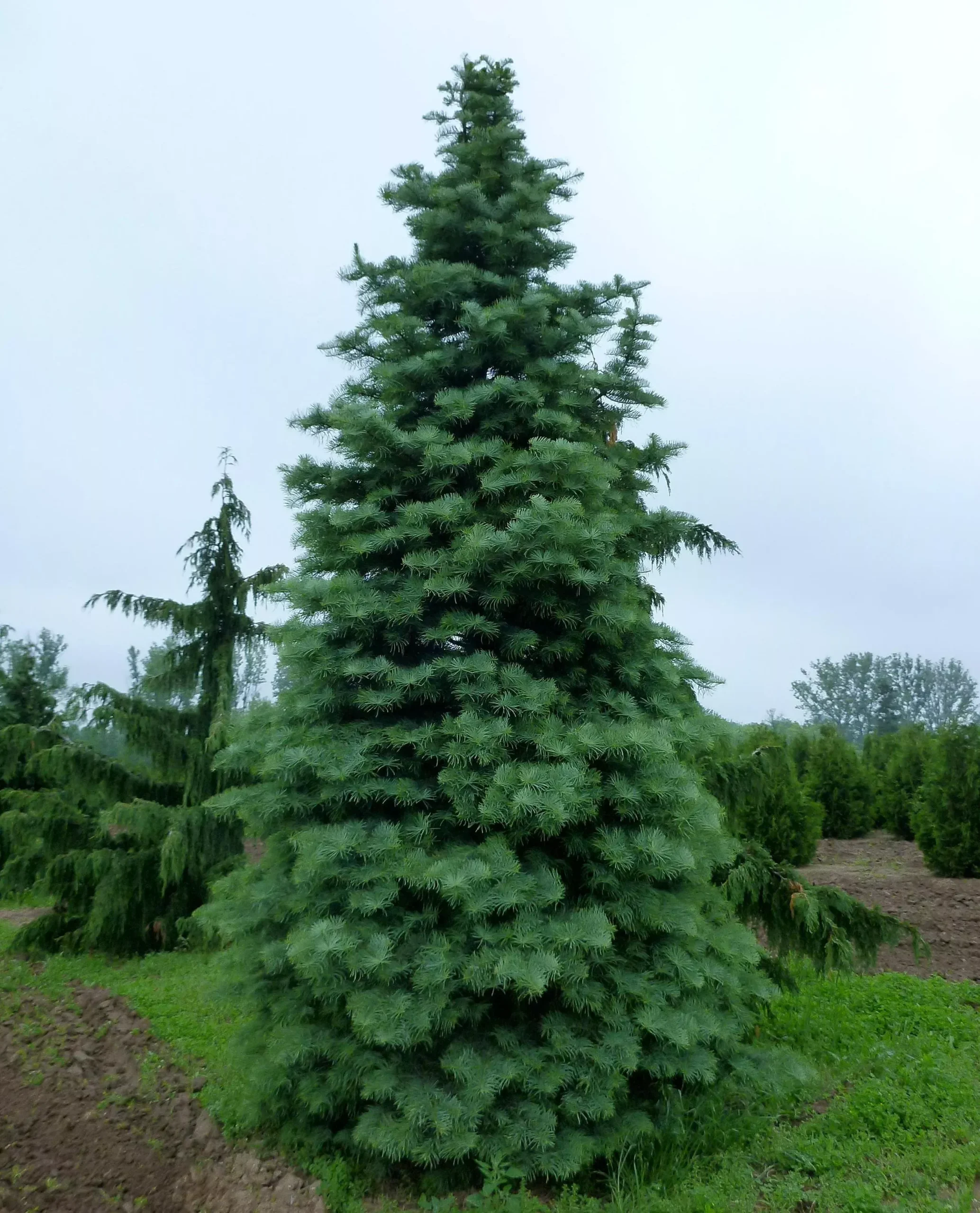 White Fir