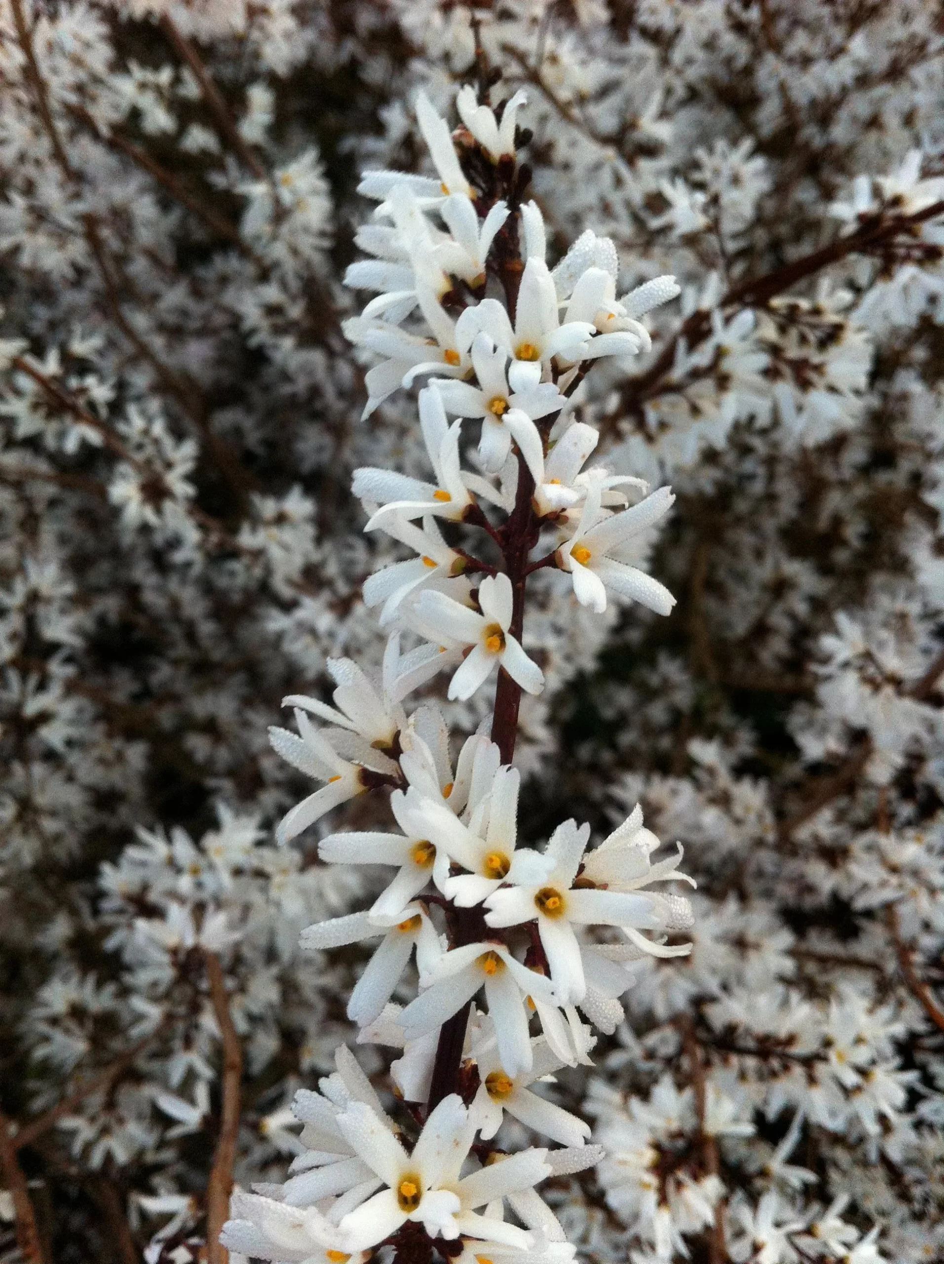 White Forsythia