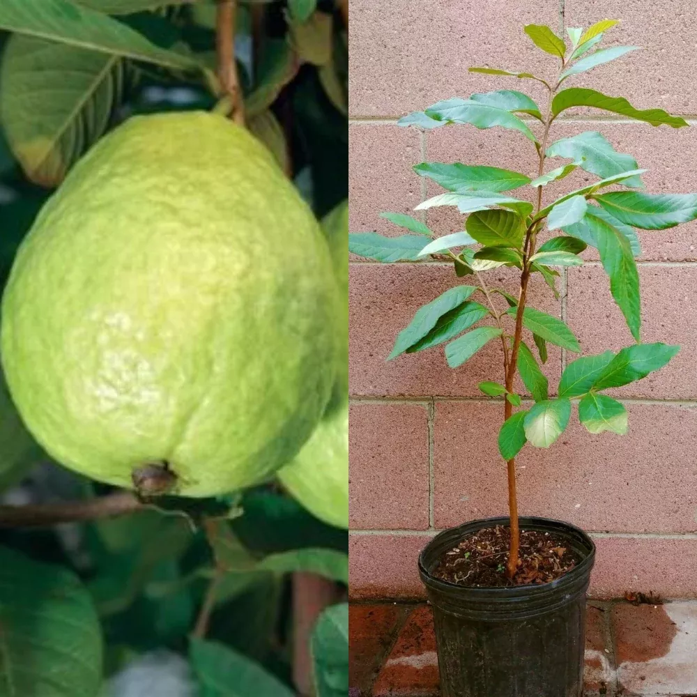 White Guavas (Thai Seedling) Tropical Fruit Tree