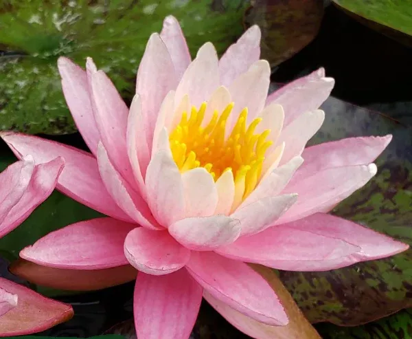 White Hot Hardy Waterlily