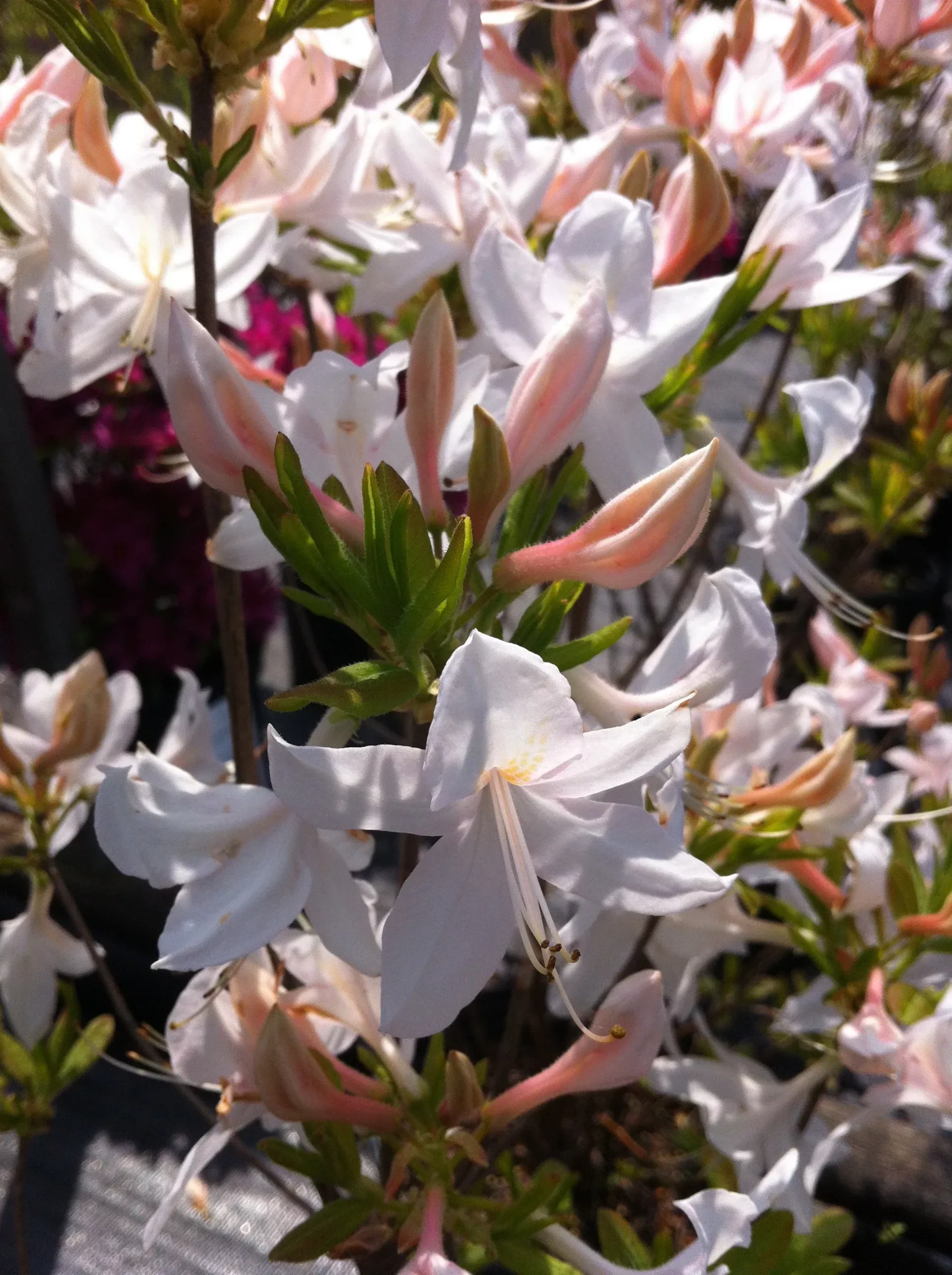White Lights Azalea
